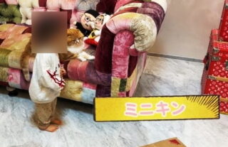 ヒカキンの子供が顔バレして炎上？娘の加工が外れた理由はなぜ？